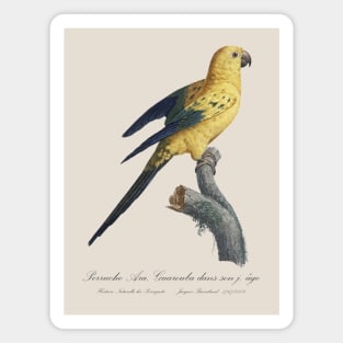 Sun Conure or Sun parakeet - 19th century Jacques Barraband Illustration Magnet